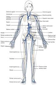 This Diagram Shows The Major Veins In The Human Body