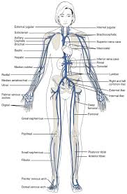 this diagram shows the major veins in the human body