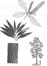 Image result for Faurea saligna