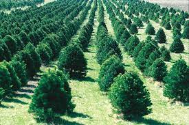 Maybe you would like to learn more about one of these? Your Perfect Christmas Tree Awaits In Ohio