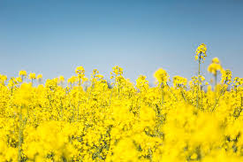See more ideas about picture, aesthetic, nature. Royalty Free Photo Blooming Canola Rapeseed Field Pickpik