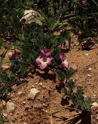 Image result for Harpagophytum zeyheri