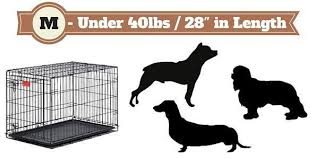 I have a lab puppy ,kaju, 3months old. Pin On Training Puppies Dogs