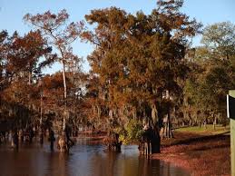 Things to do near lake bistineau state park. Lake View Picture Of Lake Bistineau State Park Doyline Tripadvisor