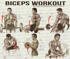 Biceps Workout Healthy Fitness Workout Sixpack Back Calves