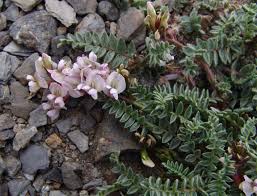 Image result for Indigofera laxiracemosa
