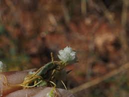 Image result for Cuscuta planiflora
