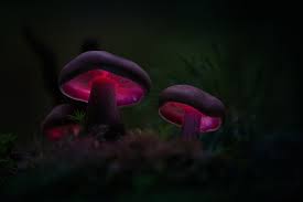 No hidden intellectual concepts or composition virtue. Magic Looking Mushrooms 30 Magical Mushroom Photos 500px