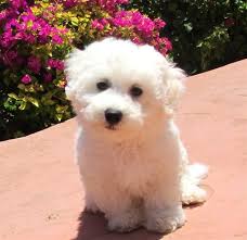 Black Bichon Frise Puppy For Sale Teacup Bichon Frise Puppies Bichon Frise Male Puppy Named Legacy Bichon Frise Puppy Puppy Bichon Frise Puppy Bichon Frise Bichon