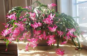 How do i care for a christmas cactus? Schlumbergera Wikipedia The Free Encyclopedia Christmas Cactus Plant Christmas Cactus Care Christmas Cactus Flower