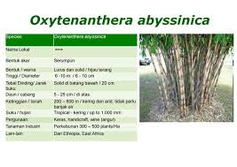 Image result for Oxytenanthera abyssinica