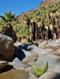 Hiking Palm Canyon Trail In Palm Springs California In 2020 Arizona Vacation San Bernardino National Forest Palm Springs California