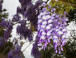 Ciao,ho delle cipolline che fanno un fiore bianco a forma di stella,lo stello è come quello dell'erba cipollina ma più corposa.mi trovo al sud e mi fioriscono in piena estate fino a settembre inoltrato.dopo che il fiore secca si formano 3 palline che contengono i semi.ho chiesto informazioni presso i garden center ma nn la conoscono,mi. Albero Con Fiori Viola