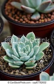 We did not find results for: Close Up Image Of Echeveria Blue Atoll Cactus Canstock