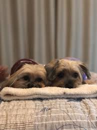 My golden retriever loves coming here and grateful to have posh pets! Posh Poodle Dog Grooming 220 Photos 275 Reviews Pet Groomers 7970 Broadway Lemon Grove Ca Phone Number