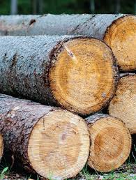 Mara des bois ist eine remontierende sorte der gartenerdbeere (fragaria × ananassa, syn. Nous Achetons Votre Bois Sec Belle Ripe