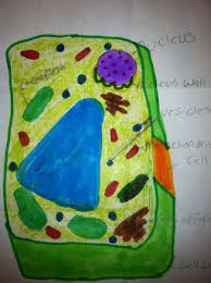 A few years back, my son had to make a 3d plant cell for science class. Plant Cell Cake Cakecentral Com