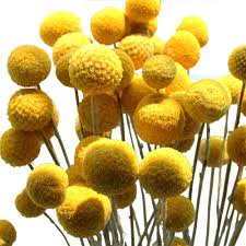 Maybe you would like to learn more about one of these? Craspedia Billy Balls Billy Buttons Yellow Ball Flowers