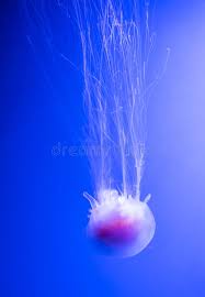 Make lines for lower part. 114 Lions Mane Jellyfish Photos Free Royalty Free Stock Photos From Dreamstime