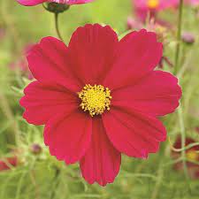 Cosmos Seeds Dazzler Flower Seeds In Packets Bulk Eden Brothers Cosmos Flowers Flower Seeds Flowers