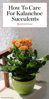 Kalanchoe Is The Most Popular Succulent You Ve Never Heard Of In 2020 Succulent Gardening Plants Succulents