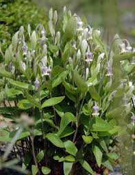 Image result for Clematis uhehensis