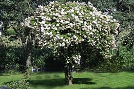 Favorite this post may 31 lg palm tree. Tree Selection Guide Tree Fresno