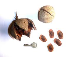 Image result for Khaya grandifoliola