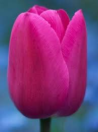 Pin De Lale Sofuoglu Aykemez En Tulipanet Tulipanes Flores Beautiful