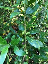 Image result for Empogona cacondensis