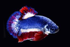 The small bodies of the fish make their fins appear even larger. Thailand To Honor Beautiful Violent Siamese Fighting Fish