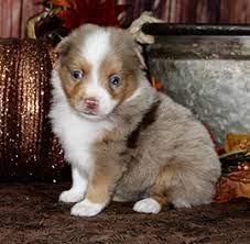Our toy breeds include cavapoo, malitpoo, cockapoo, miniature about vicky's toy puppies. Available Mini Or Toy Australian Puppies Color Country Aussies