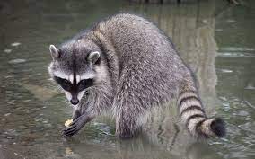 Check spelling or type a new query. Raccoon Elder Council Recommends Washing Food For 20 Seconds With Weird Little Hands The Needling