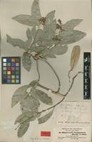 Image result for Hippocratea africana