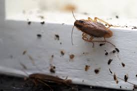 How to exterminate roaches in your home? How To Get Rid Of Cockroaches In Your Rental For Good Avail