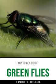 Keeping your cans sealed and away. How To Get Rid Of Green Flies How I Get Rid Of