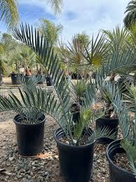 Image result for Encephalartos