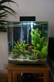 Modded Fluvel Edge Pre Rescape Post Fish Tank Design Tropical Fish Tanks Fish Tank Themes