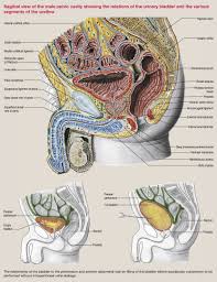 Image result for Bladder Anatomy
