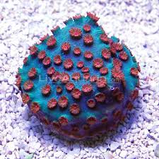 Dfs Meteor Shower Cyphastrea Coral Sps Coral Reef Aquarium Reef Tank