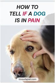 Pin On Dog Info
