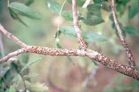 Image result for Brachystegia spiciformis