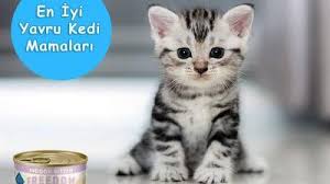 Kedi Tuy Dokme Asisi Fiyati