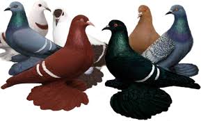 Mumtaztic Pigeon Loft Pigeon Genetics Pigeon Color Modifiers