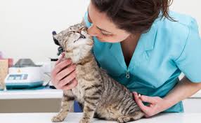 chica-gato-veterinario | Mundo Gato
