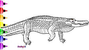 They are the best way for your child to develop creativity, focus, color recognition, and motor skills while having fun. Alligator Coloring Page And Titanoboa Coloring Page Youtube