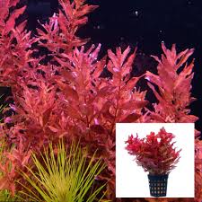 Image result for Rotala fontinalis