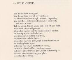 Okay It S Not A Book But A Poem By Mary Oliver And It S Incredible Wild Geese Mary Oliver Mary Oliver Poems Mary Oliver