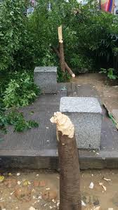 Peniaga dijangka gulung tikar susulan kesuraman perniagaan metrotv. Pokok Pokok Yang Di Tanam Dewan Bandaraya Kuala Lumpur Facebook