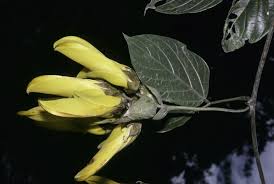 Image result for Mucuna glabrialata